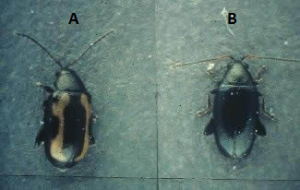 Comparison of striped flea beetle and crucifer flea beetle.