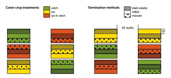 Graphic of mulch and termination treatments used in the study. Cover crop treatments include vetch, rye and rye & vetch and termination methods include black plastic, rolled and mowed.