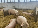 Pigs on straw